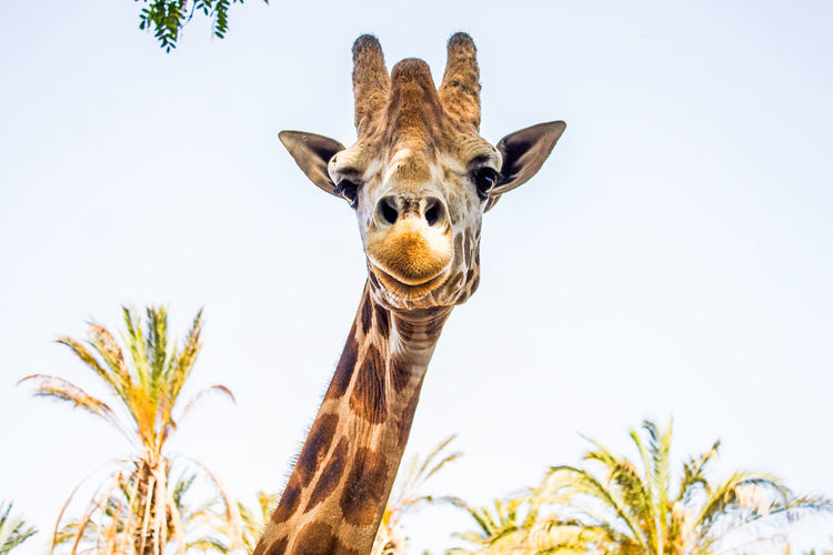Portrait of giraffe against clear sky