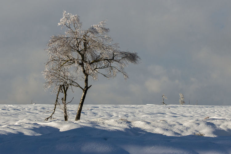 Winter landscape in the high fens in belgium