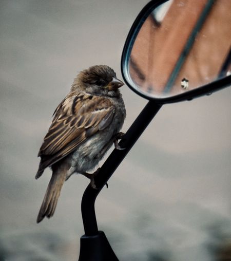 Close-up of bird