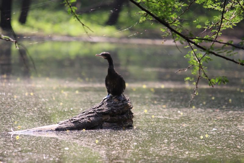 Bird perching on a water