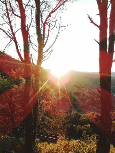 Sun shining through trees on field