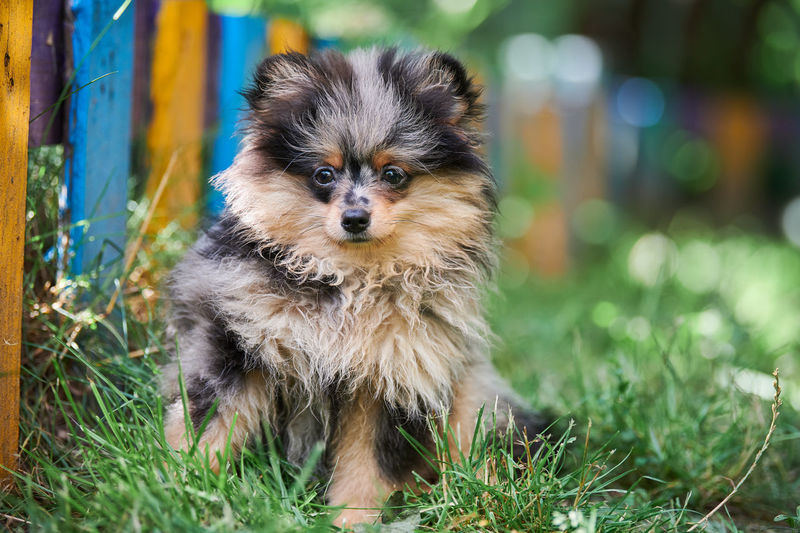 Pomeranian spitz puppy in garden. cute pomeranian dog on walk. puppy, spitz pom dog