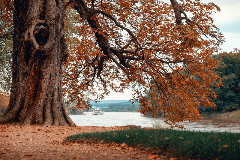 Trees on beach during autumn