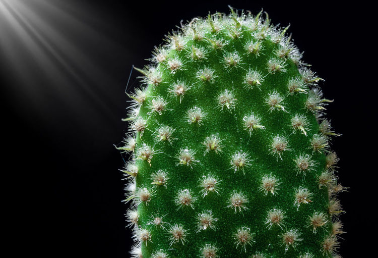 Close-up of cactus plant against black background