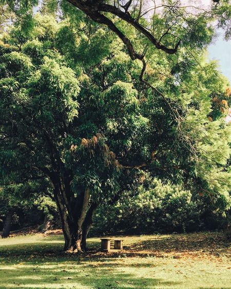 Trees in a forest