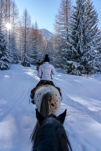 Horses trip in italian alps 