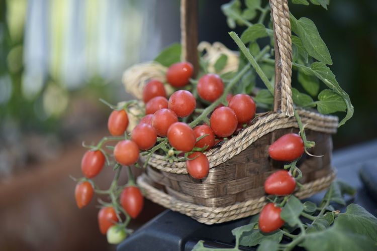 Cherry tomatoes in wood basket 