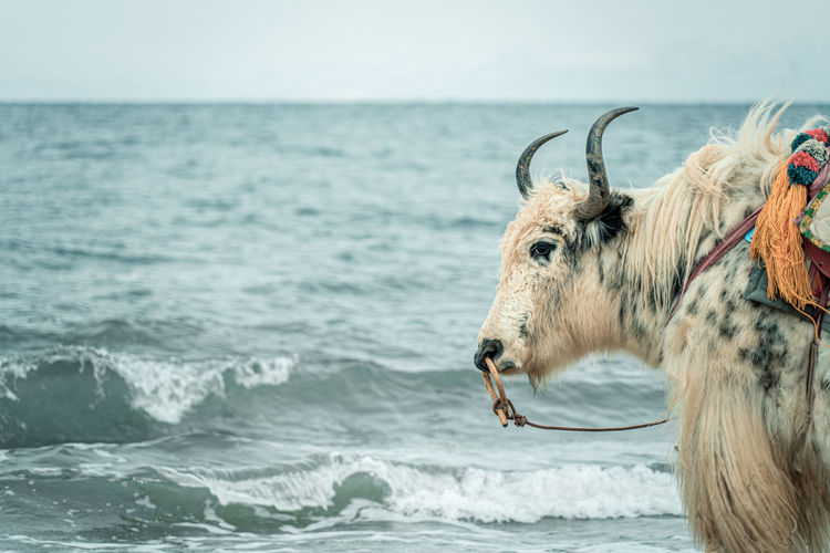View of a yak in sea