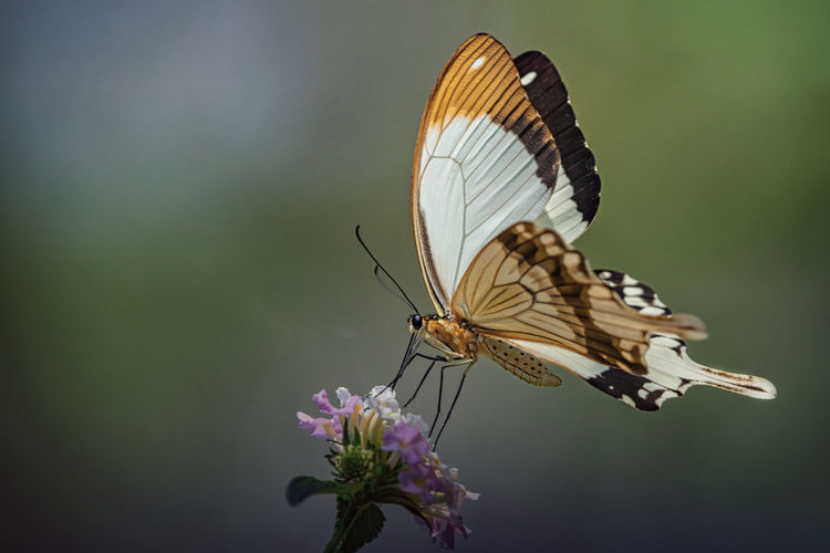 Close-up of butterfly pollinating on purple flower