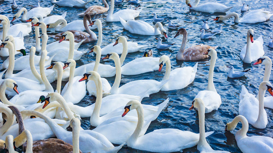 View of swans swimming in lake