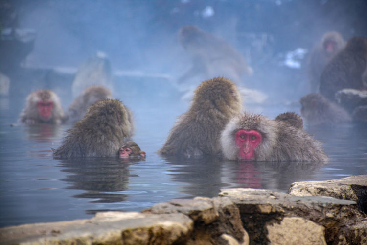 Snow monkey in a hot spring