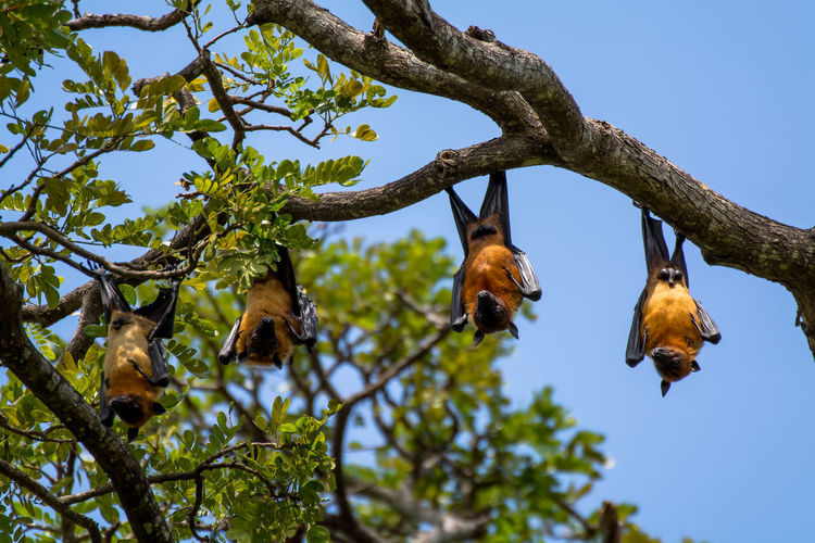 Low angle view of flying foxes hanging on tree against clear sky