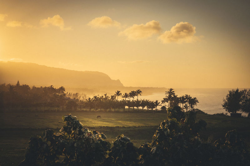Beautiful hawaiian sunset in kauai