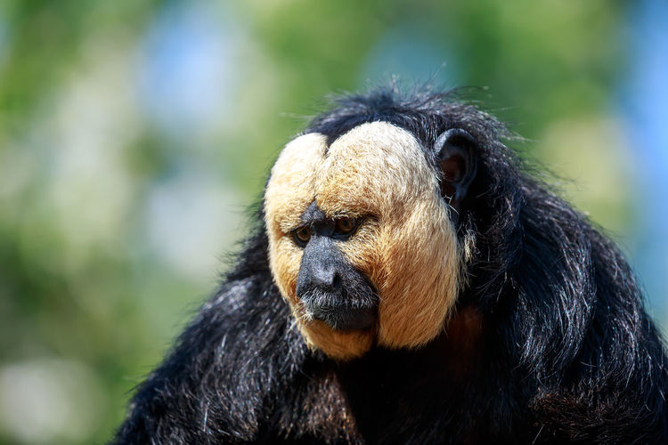 A saki monkey up close