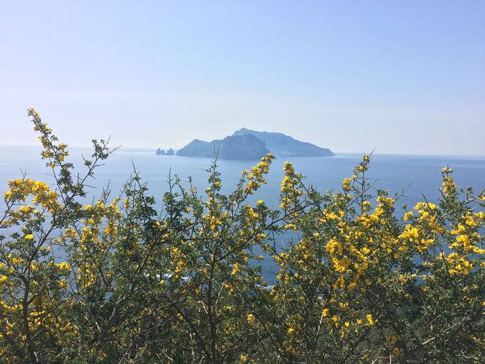 Scenic view of yellow flowers against clear sky