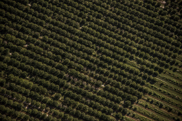 Full frame shot of field