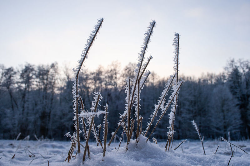 Frozen plants on field against sky during winter