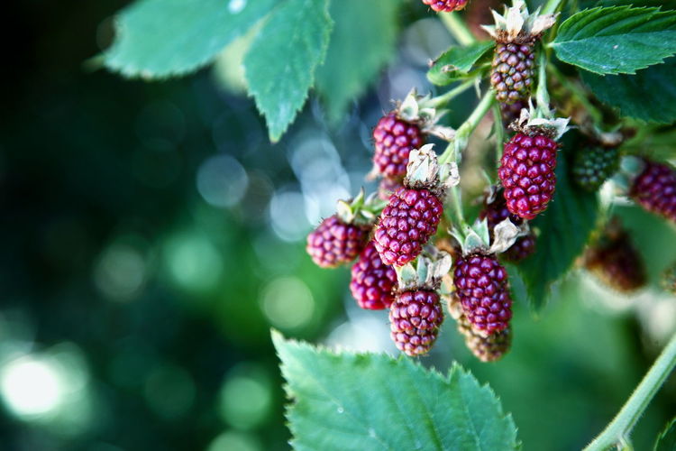 Close-up of berries on plant in back yard