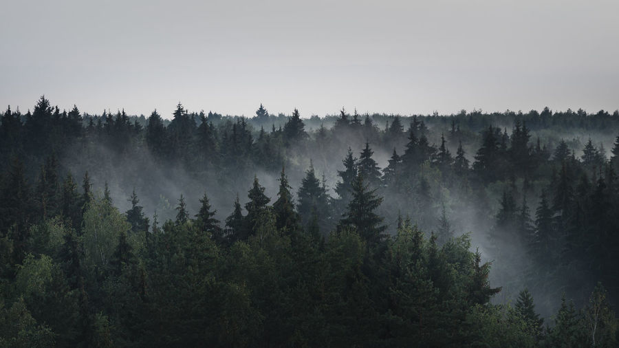 Landscape panorama of dark misty fir forest in the fog in the rainy weather