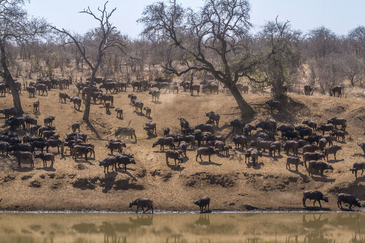 High angle view of buffaloes on landscape