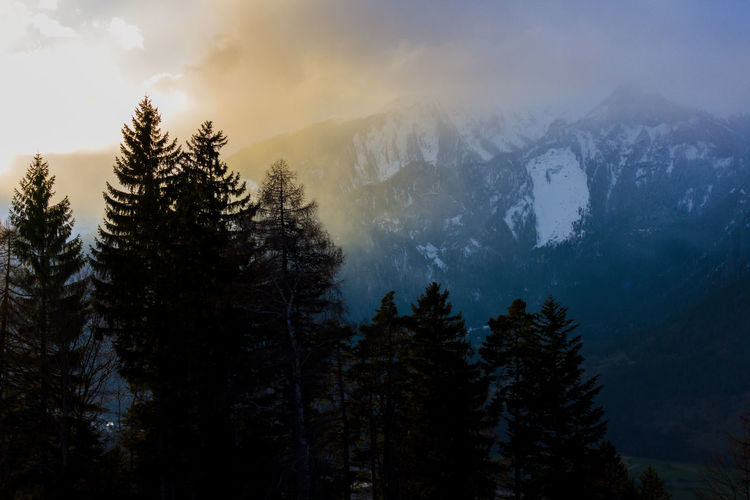 Pine trees on snowcapped mountains against sky