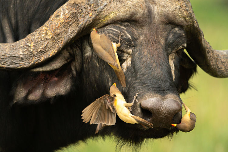 Three yellow-billed oxpeckers cross cape buffalo face