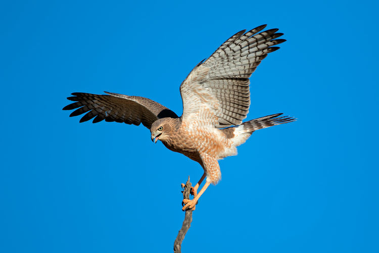 Falcon perching on branch against clear blue sky