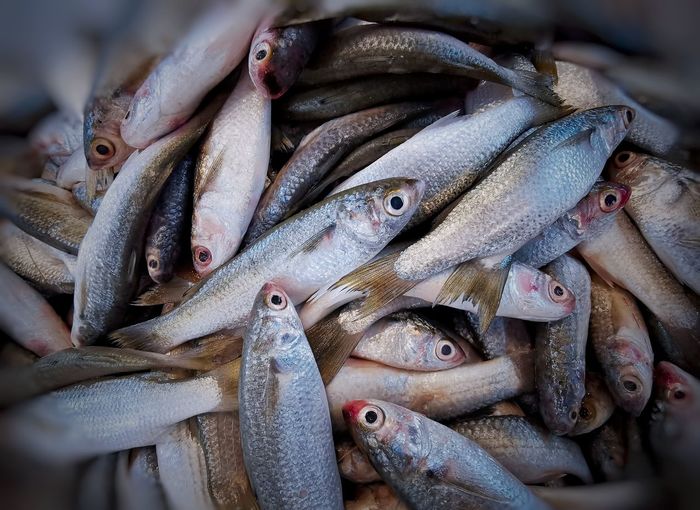 Blue-tail mullet fish sale at the market