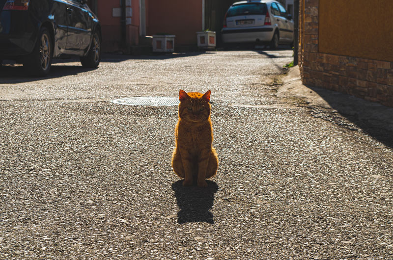 Shadow of a cat on street