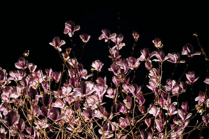 Close-up of pink flowering plants at night