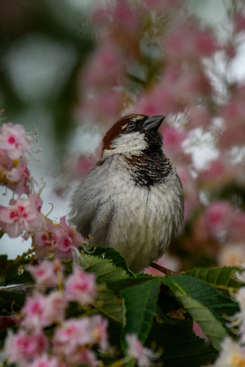 Close-up of bird perching on flowering tree. 
