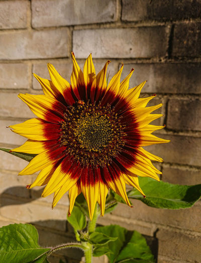 Close-up of sunflower against wall