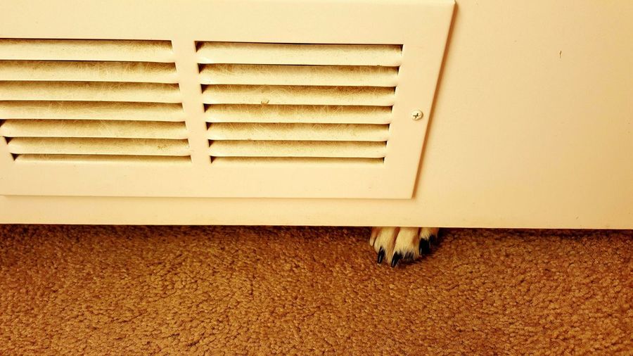 Dog paw under door at home