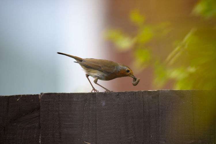 Close-up of bird perching on wooden railing