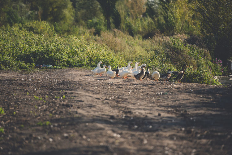 Ducks in a field
