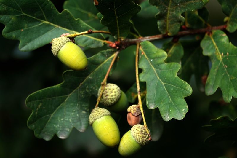Close-up of nuts on tree