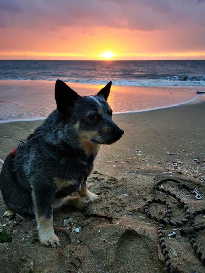 View of dog on beach during sunset