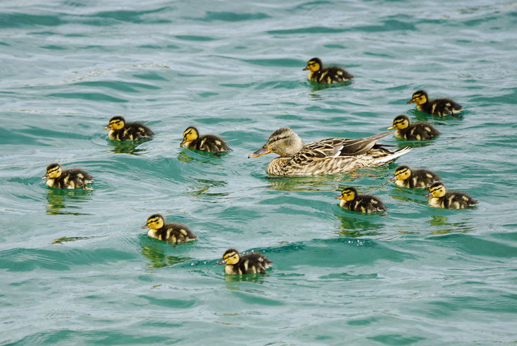 High angle view of mallard duck with ducklings swimming in river