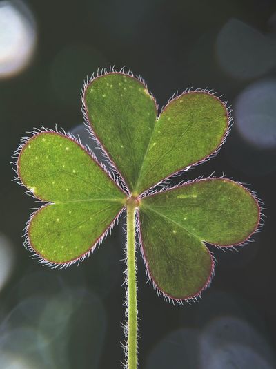 Close-up of clover leaf against lens flare