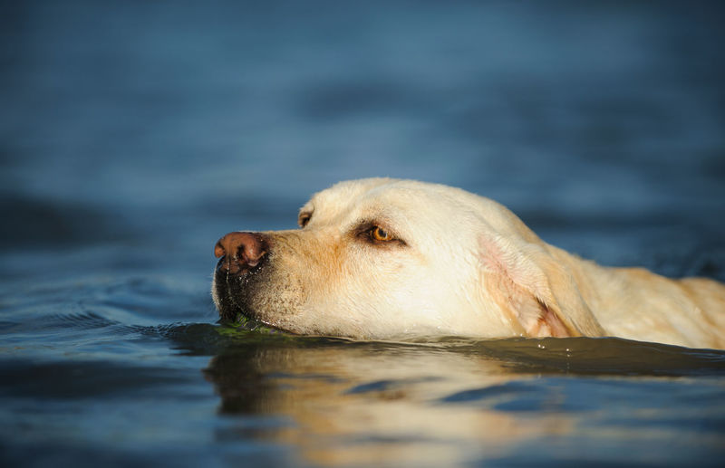 Yellow labrador retriever swimming in pond