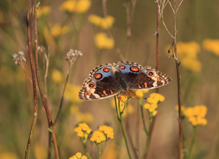 Blue pansy butterfly in a meadow