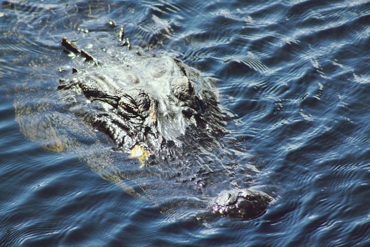 High angle view of alligator in river