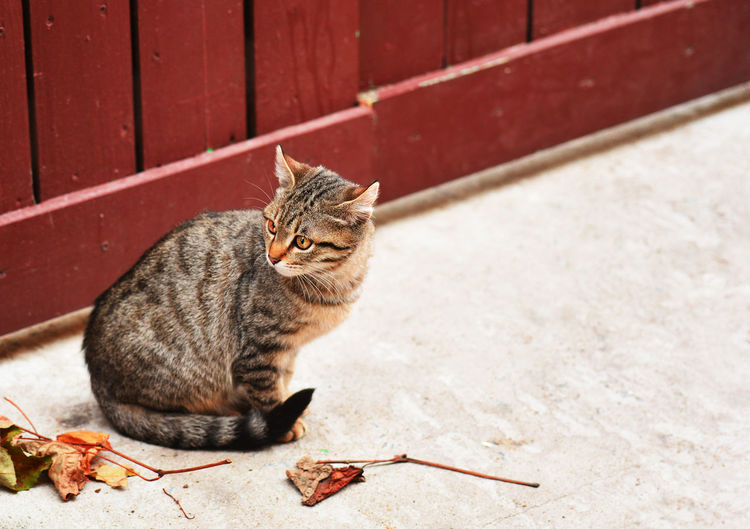Tabby cat outdoors in autumn