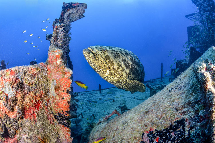 Fish swimming in sea