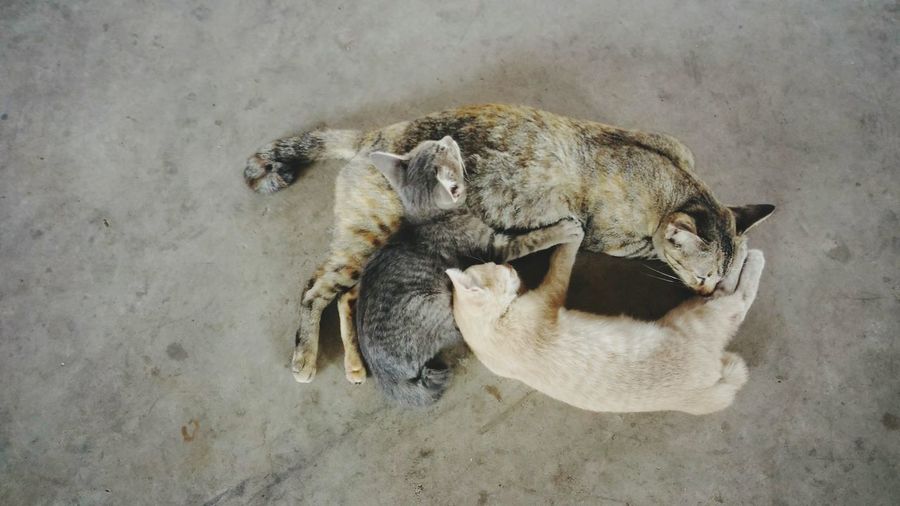 Cat family 