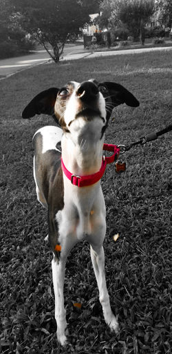 High angle portrait of dog standing outdoors