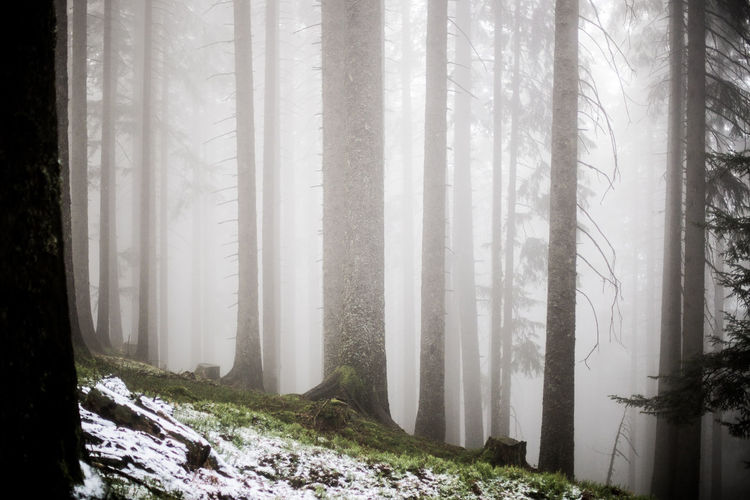 Trees in forest during winter