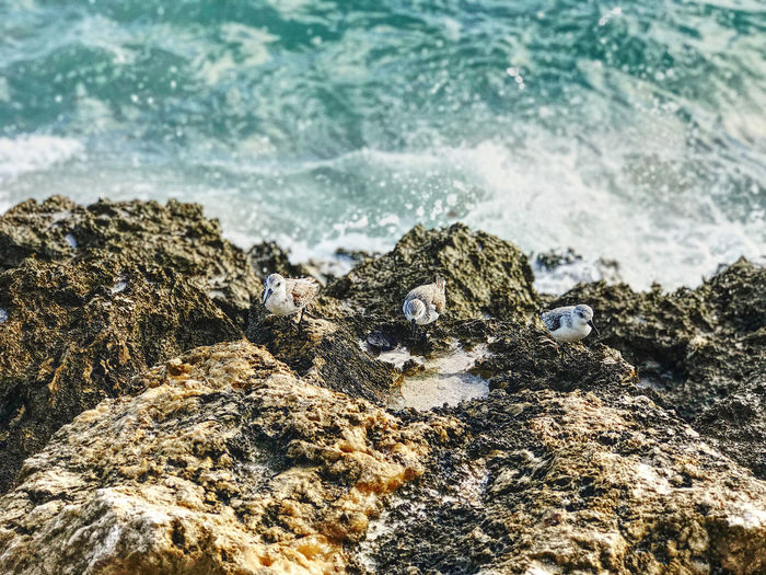 Close-up of birds on shore