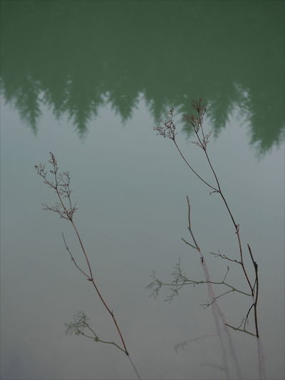 Silhouette plant by lake against sky