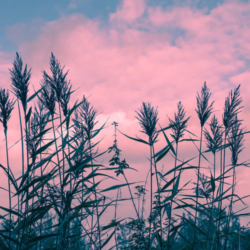Low angle view of plants against sky during sunset